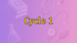 Cycle 1