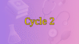 Cycle 2
